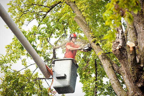 Trusted Arapahoe, WY  Tree Services Experts