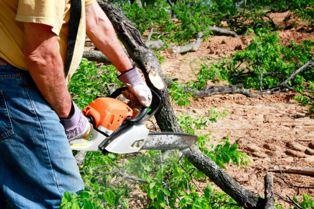 Leaf Removal in Arapahoe, WY